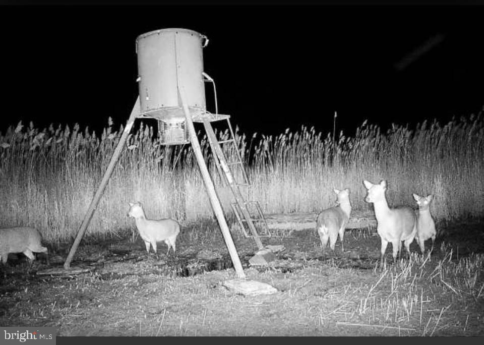 0 Elliott Island Road Vienna, MD 21869 - Photo 21 of 35 a view of a fireplace with wooden floor