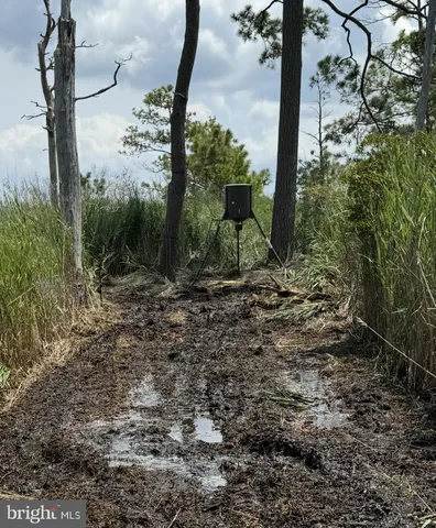 a view of statue in a forest