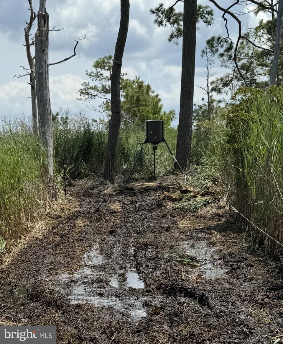 0 Elliott Island Road Vienna, MD 21869 - Photo 28 of 35 a view of a forest