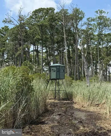 a view of a park with a tree