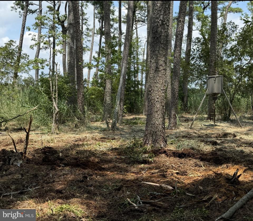 0 Elliott Island Road Vienna, MD 21869 - Photo 32 of 35 a backyard of a house with lots of green space