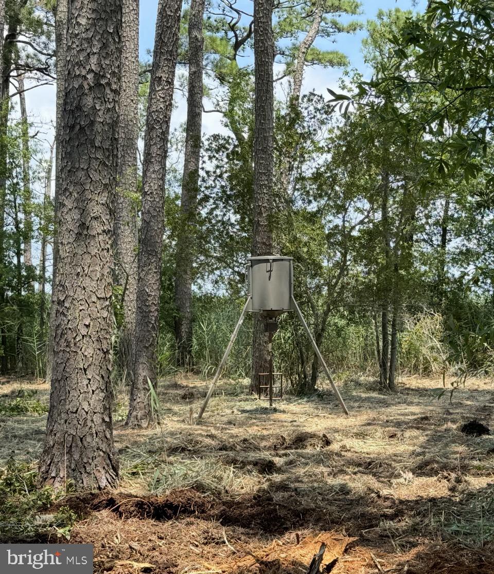 0 Elliott Island Road Vienna, MD 21869 - Photo 34 of 35 a view of a park with a tree