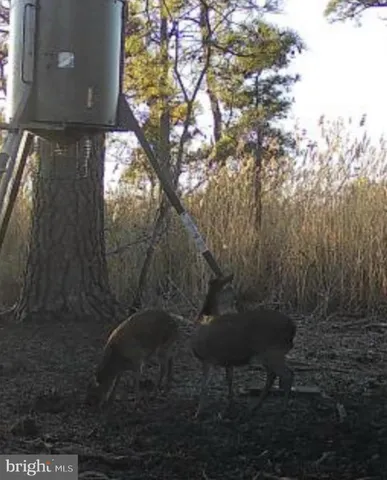 $222,500 | 0 Elliott Island Road, Vienna, MD 21869