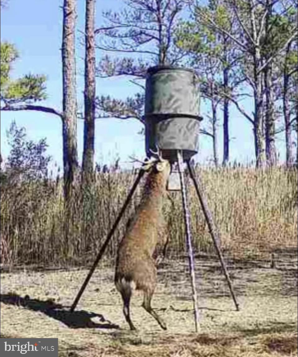 0 Elliott Island Road Vienna, MD 21869 - Photo 5 of 35 a view of a lake