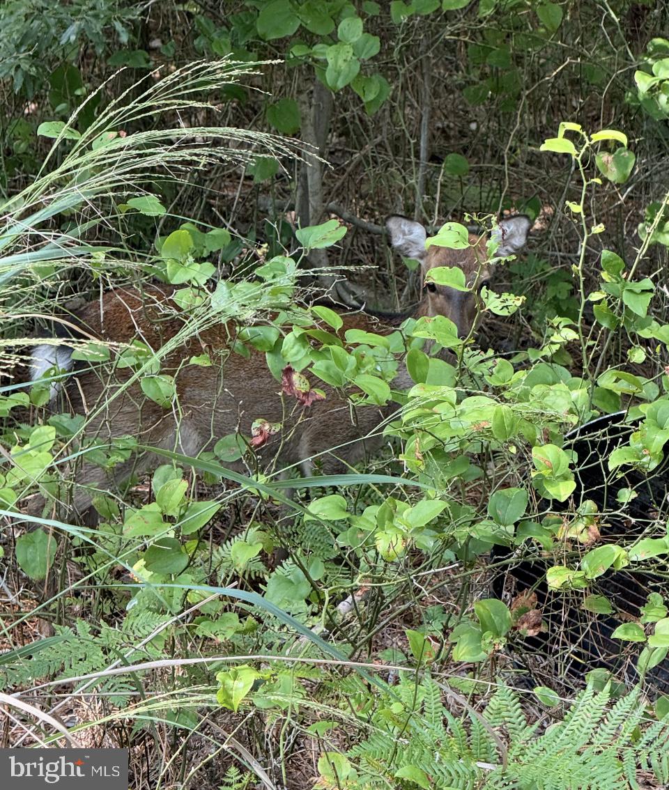 0 Elliott Island Road Vienna, MD 21869 - Photo 6 of 35 a backyard of a house with lots of green space