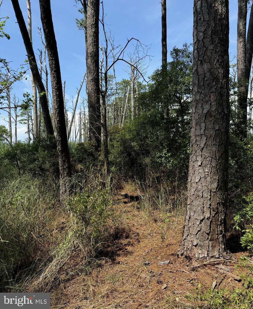 0 Elliott Island Road Vienna, MD 21869 - Photo 8 of 35 a view of a yard of the house