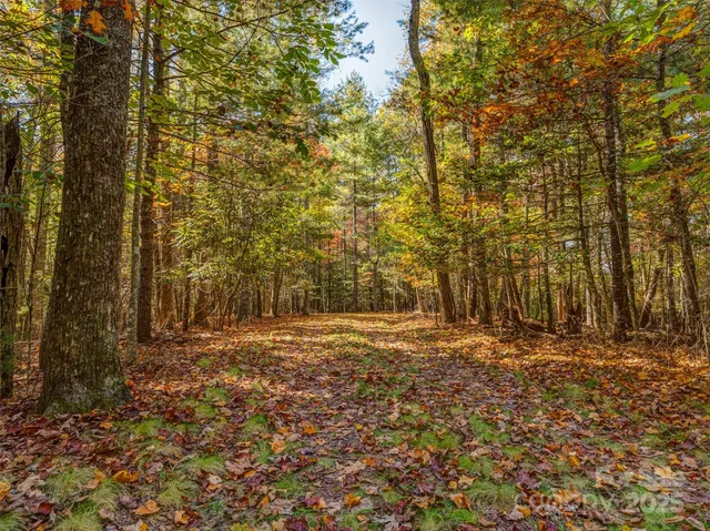 a view of dirt yard and trees