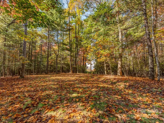 a big yard with lots of trees