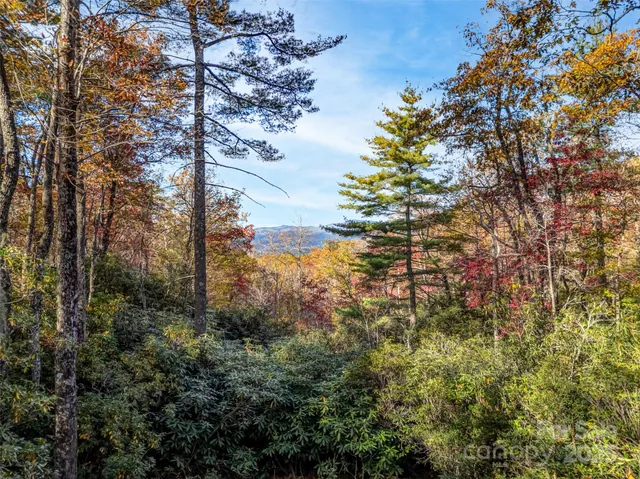 a view of a yard with large trees