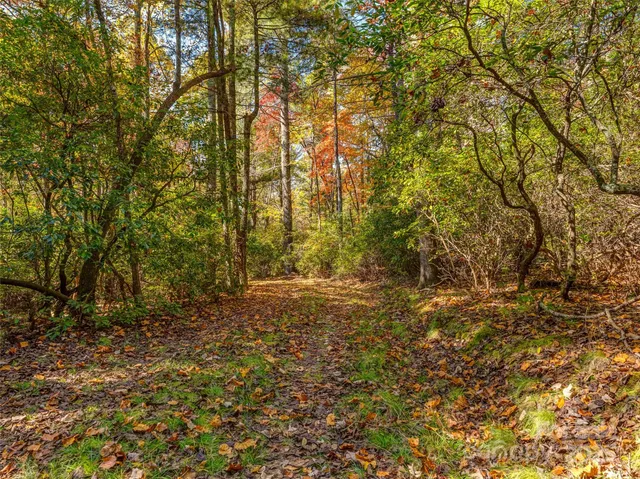 a view of a yard with trees