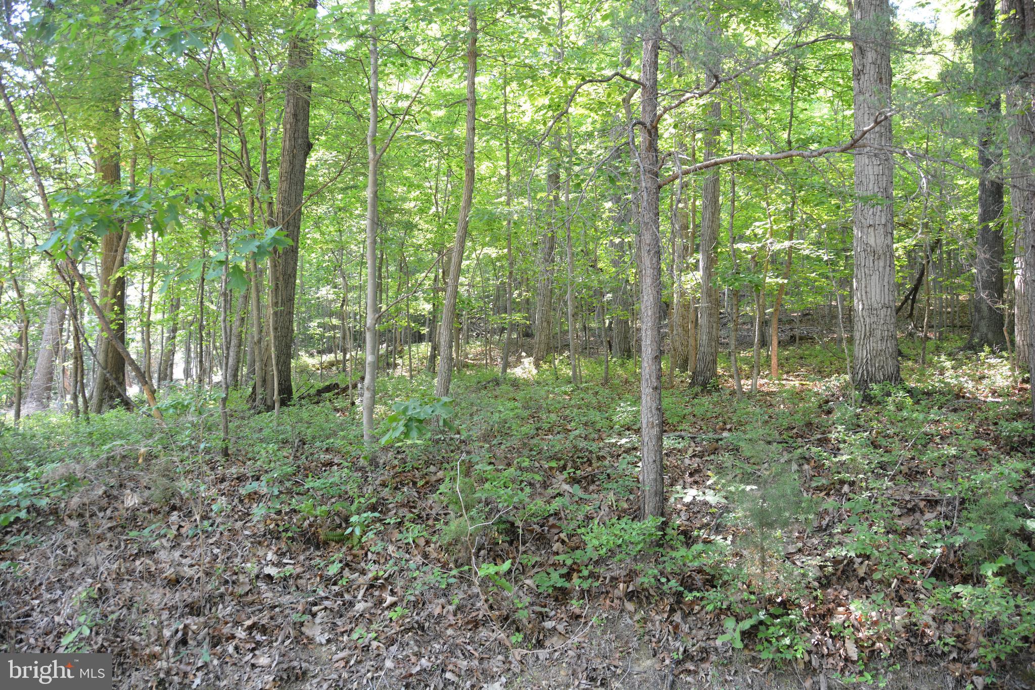 59 60 61 Baldwin Road Front Royal, VA 22630 - Photo 6 of 23 Mature hardwoods