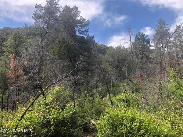 a view of a forest with a yard
