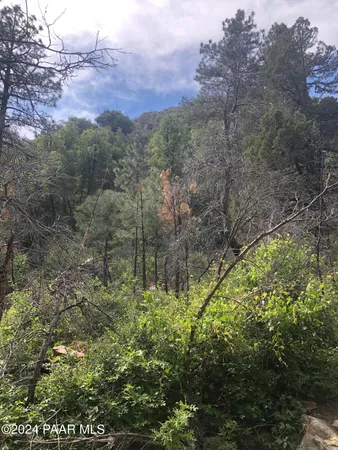 a view of a forest with a mountain