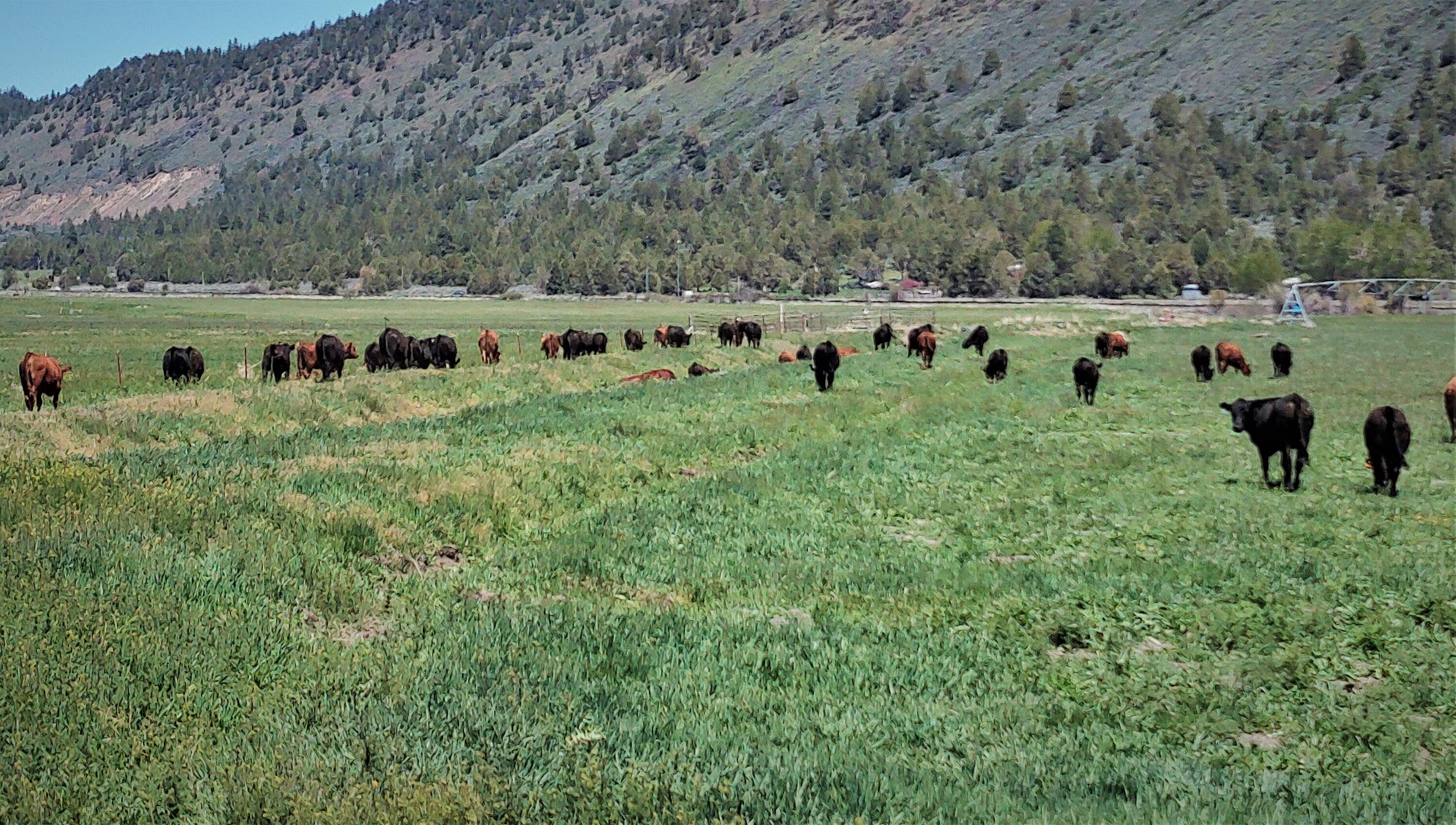 27233 Modoc Point Road Chiloquin, OR 97624 - Photo 2 of 24 Chiloquin