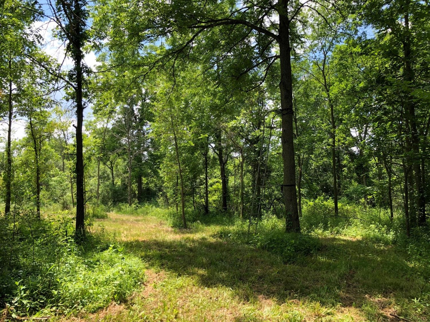 0 Sutton Road Whitmore Lake, MI 48189 - Photo 8 of 20 Photo 8