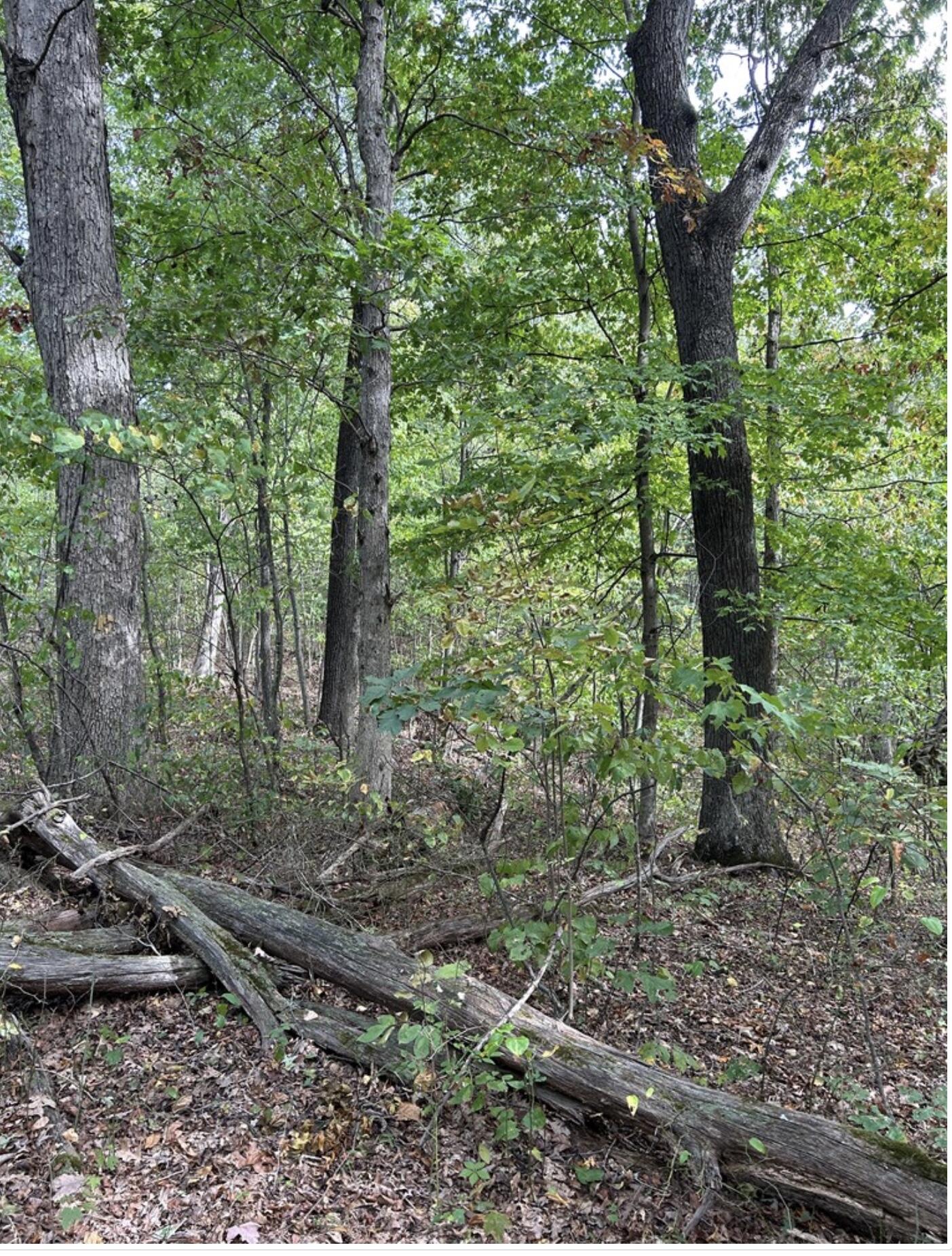0 Gander Branch Road Vanceburg, KY 41179 - Photo 45 of 45 IMG_5976
