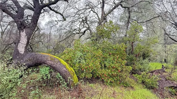 a view of a yard with plants and trees