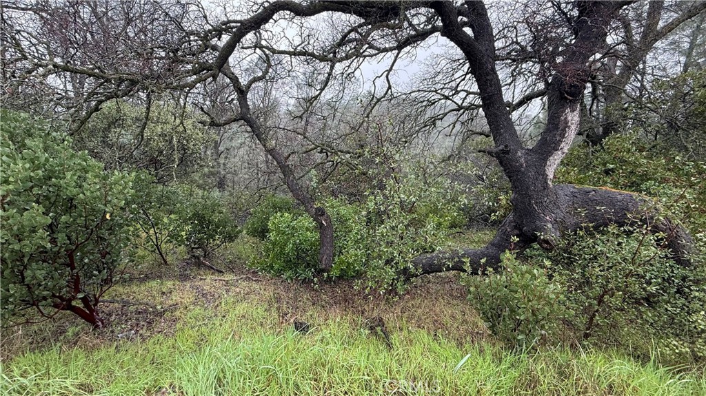 16370 Oakridge Road Corning, CA 96021 - Photo 12 of 12 a view of a trees in a yard