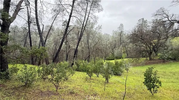 a view of backyard of house
