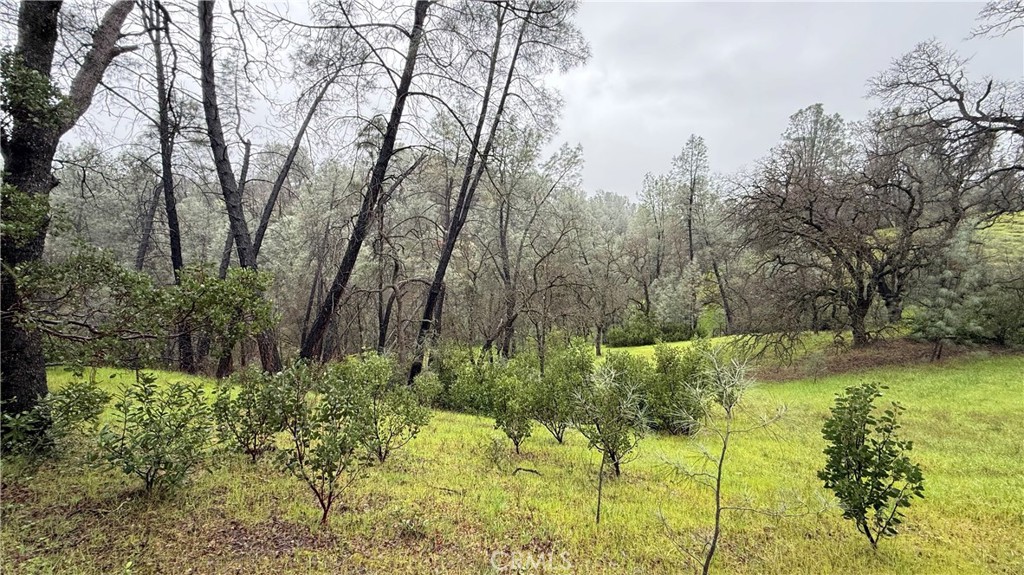 16370 Oakridge Road Corning, CA 96021 - Photo 3 of 12 a view of backyard of house