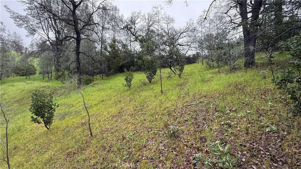 16370 Oakridge Road Corning, CA 96021 - Photo 5 of 12 a view of a yard