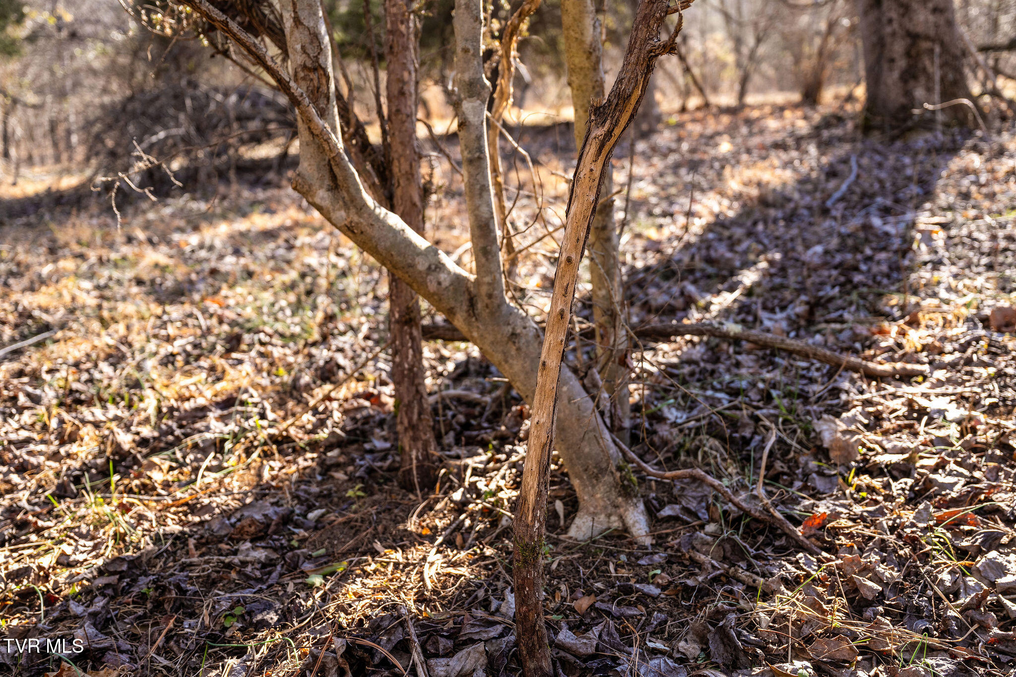 Tbd Cooks Landing Road Kingsport, TN 37664 - Photo 19 of 31 Deer Rub