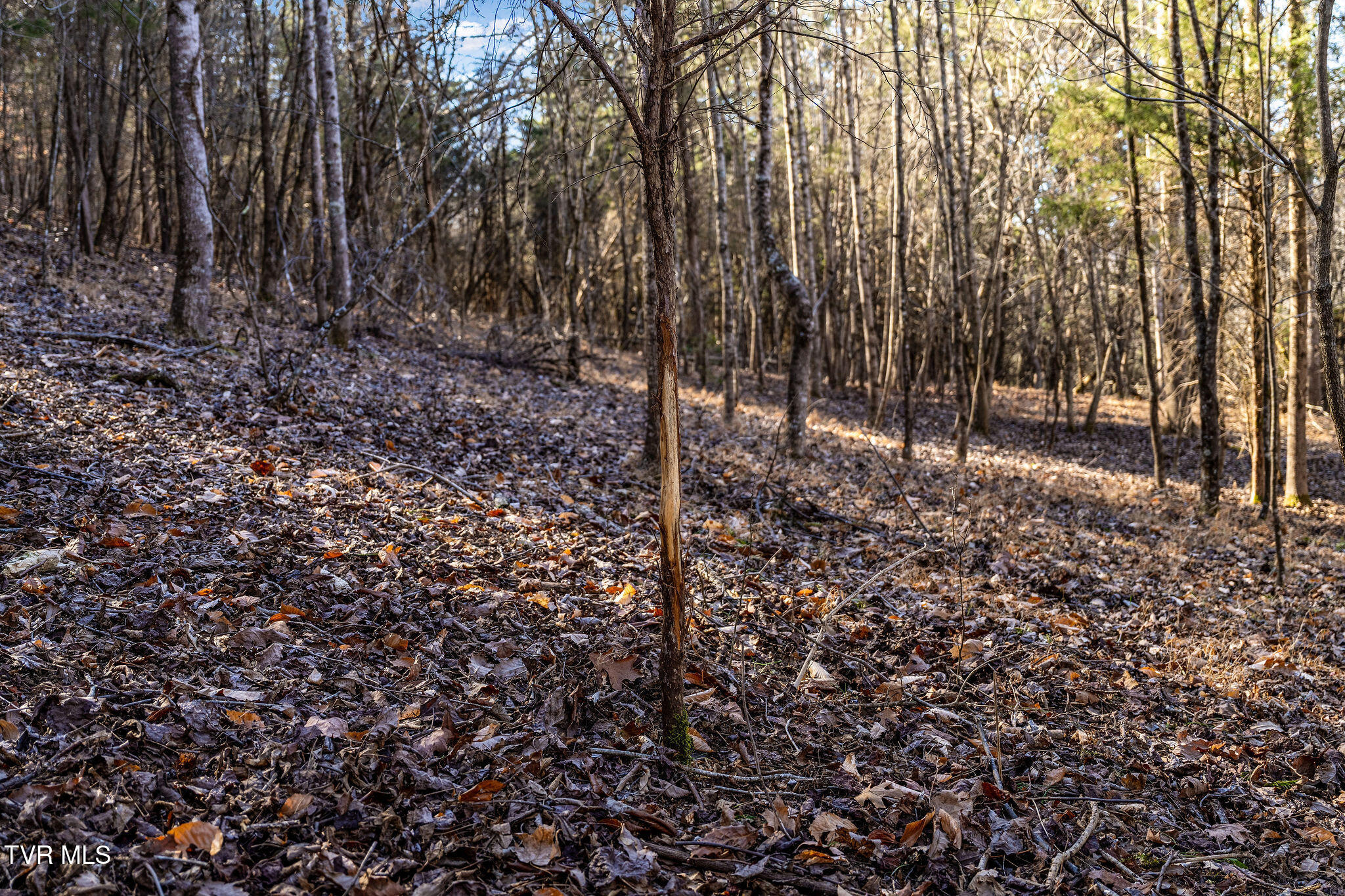 Tbd Cooks Landing Road Kingsport, TN 37664 - Photo 23 of 31 Deer