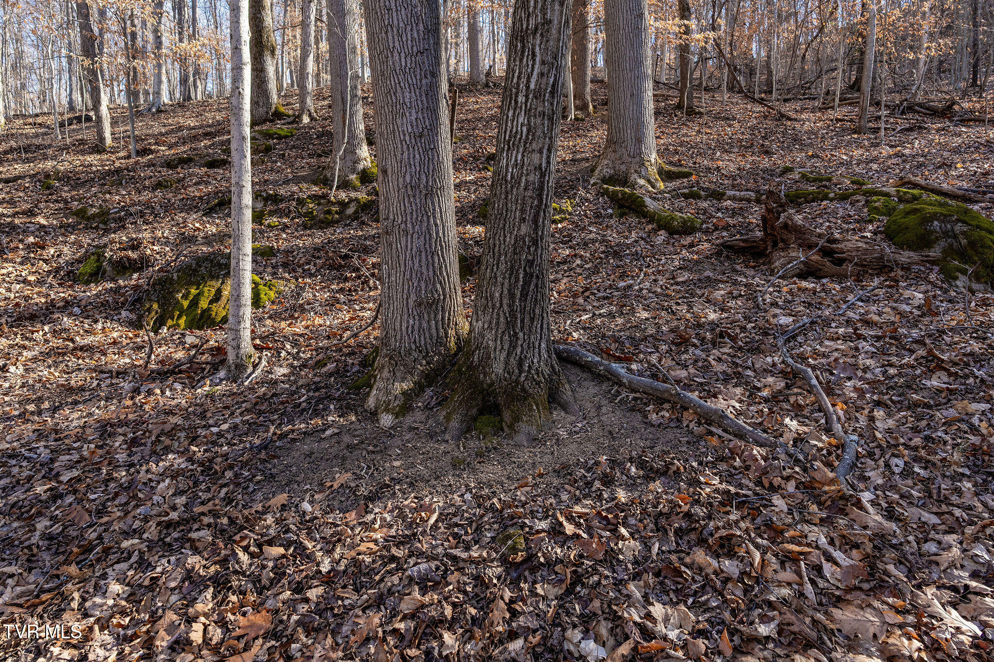 Tbd Cooks Landing Road Kingsport, TN 37664 - Photo 31 of 31 DSC08576
