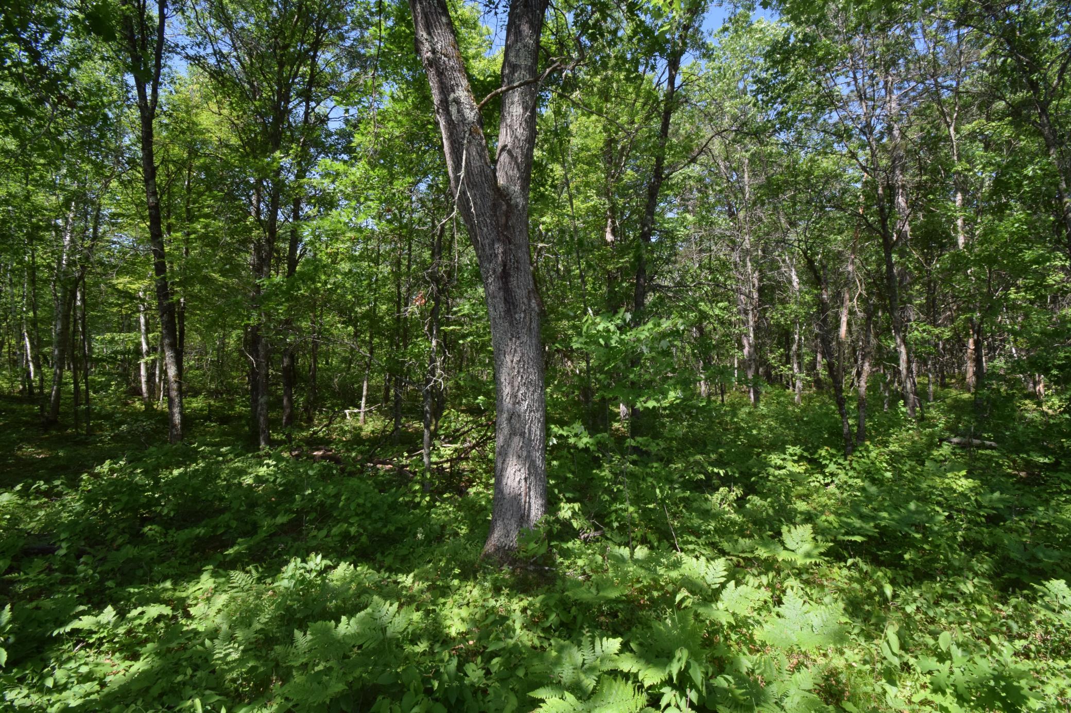 29093 Deerpath Pass Danbury, WI 54830 - Photo 47 of 94