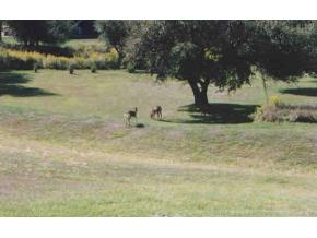 709 Ridge Road Vestal, NY 13850 - Photo 4 of 5 Gallery Image 4