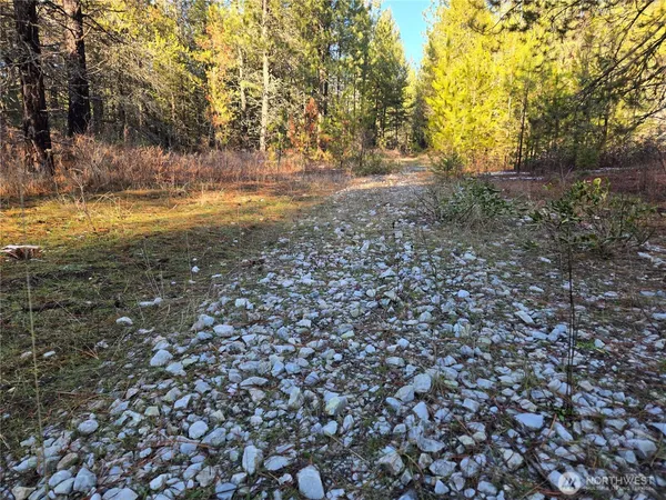 a view of a yard with a tree