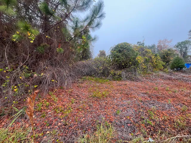 a view of a yard with a tree
