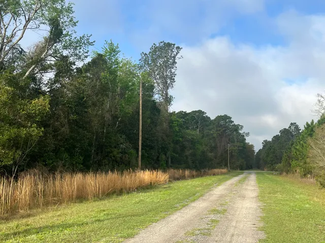 a view of a yard with plants and trees