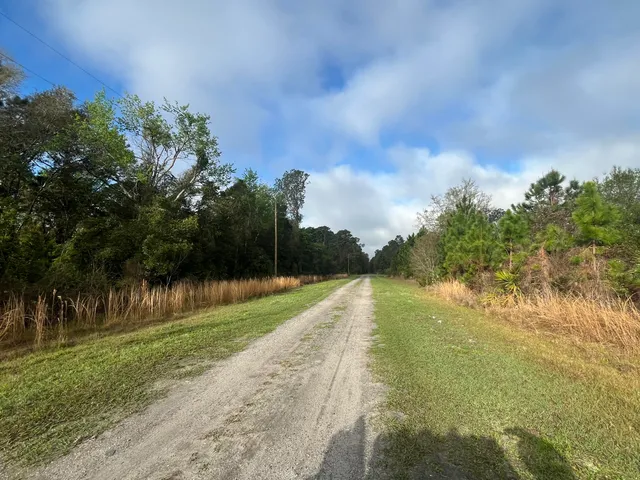 a view of a yard with plants and trees