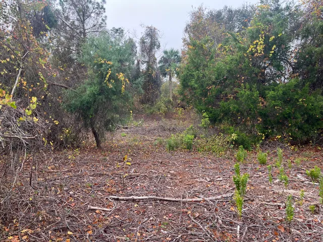 a view of a park with large trees