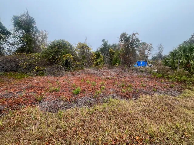 a view of a field with plants and trees in the background