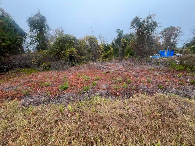 a view of a yard with a tree
