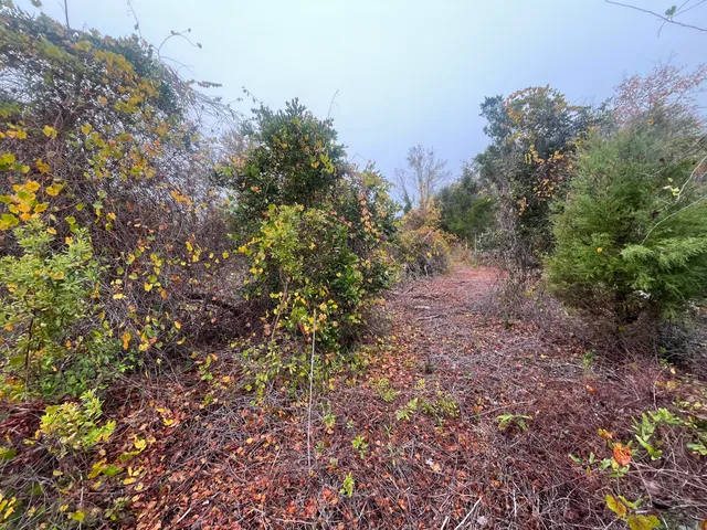 a view of a yard with a tree