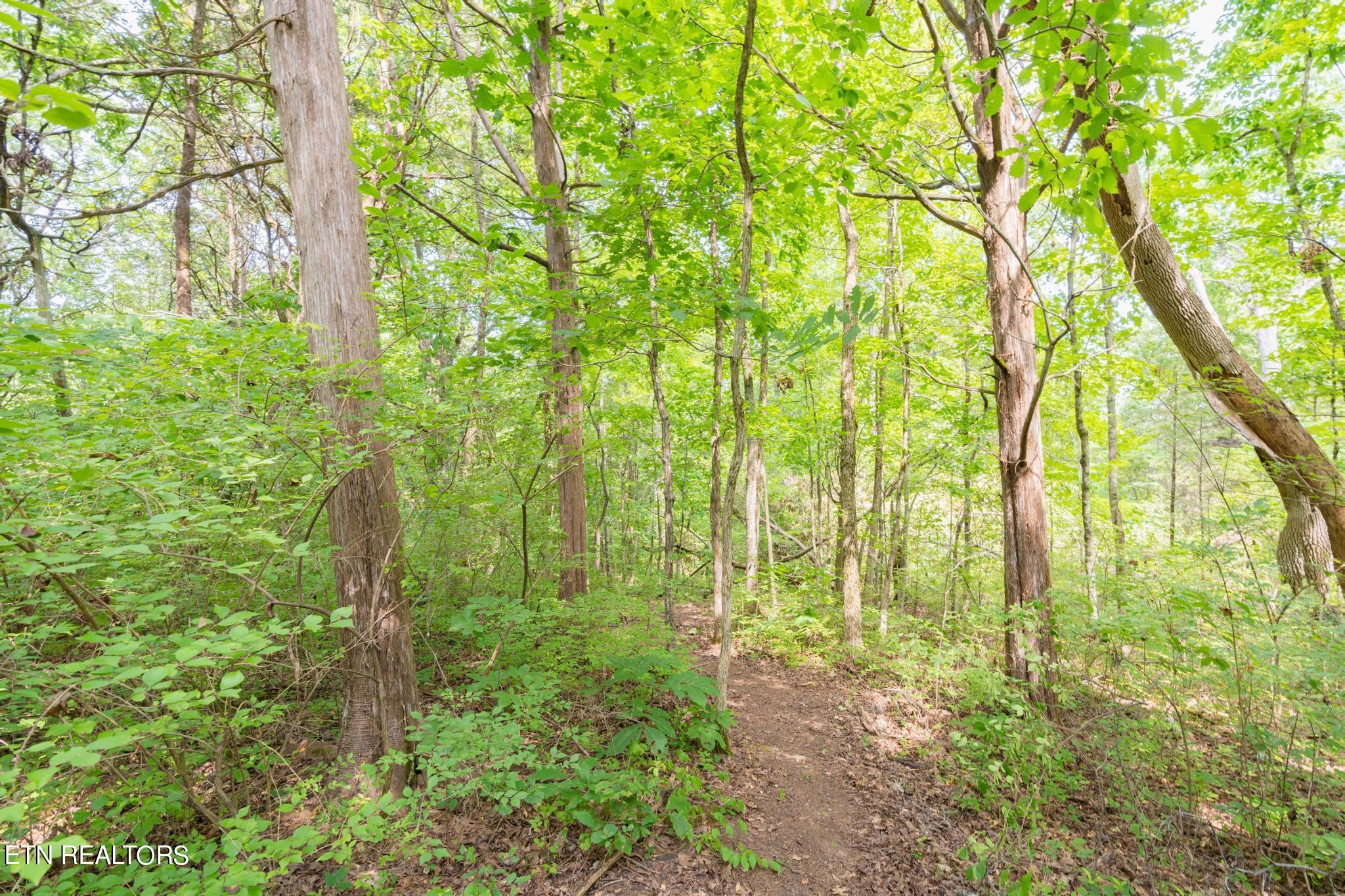 0 Brown Mountain Loop Road Knoxville, TN 37920 - Photo 8 of 24 Gallery Image 8