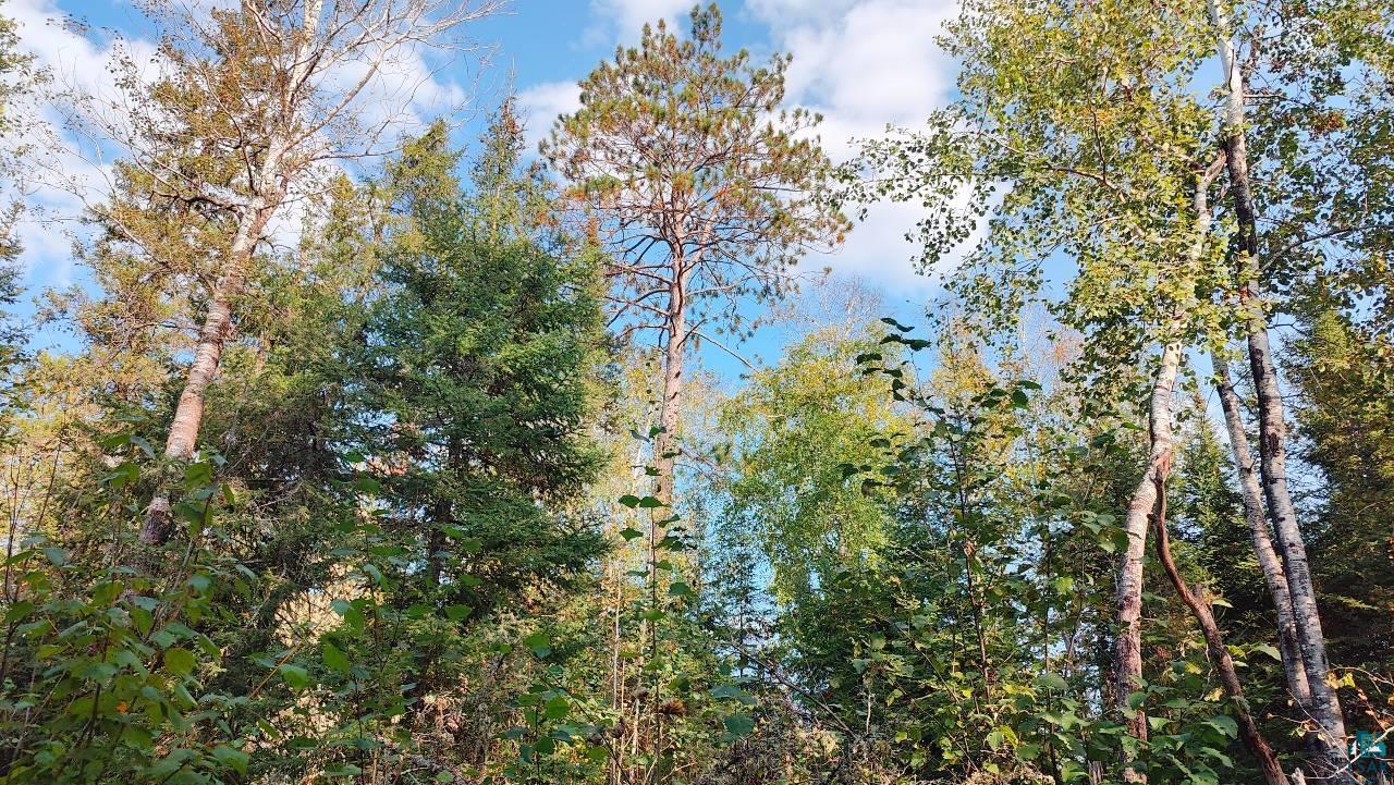 Tbd Koski Road Tower, MN 55790 - Photo 14 of 17 View of local wilderness