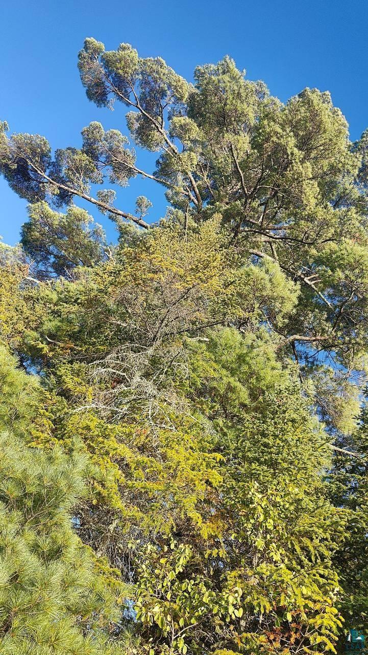 Tbd Koski Road Tower, MN 55790 - Photo 16 of 17 View of local wilderness