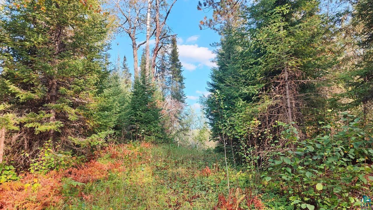 Tbd Koski Road Tower, MN 55790 - Photo 4 of 17 View of nature