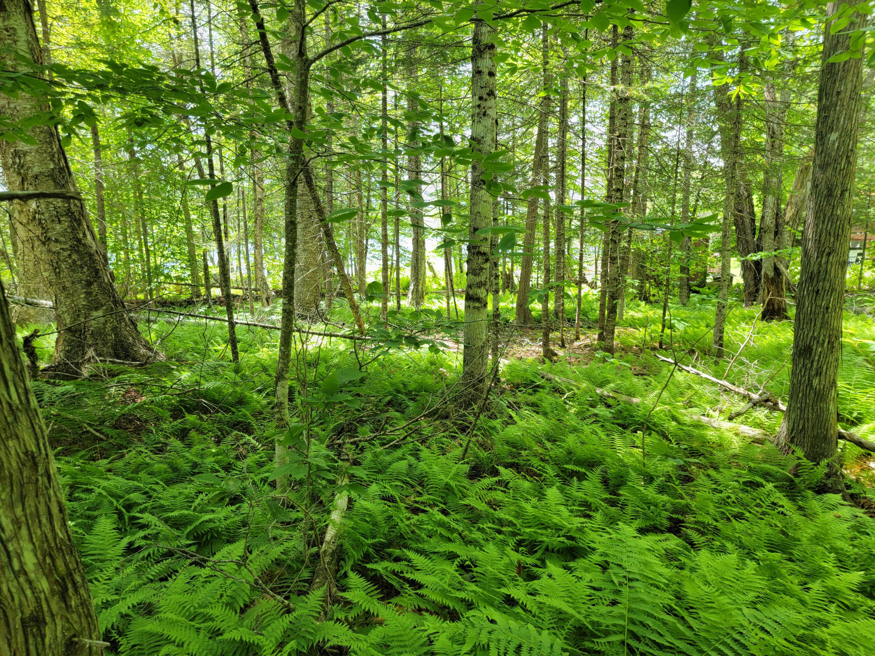 68 Picked Cove Road Dover-Foxcroft, ME 04426 - Photo 5 of 11 20220614_123907