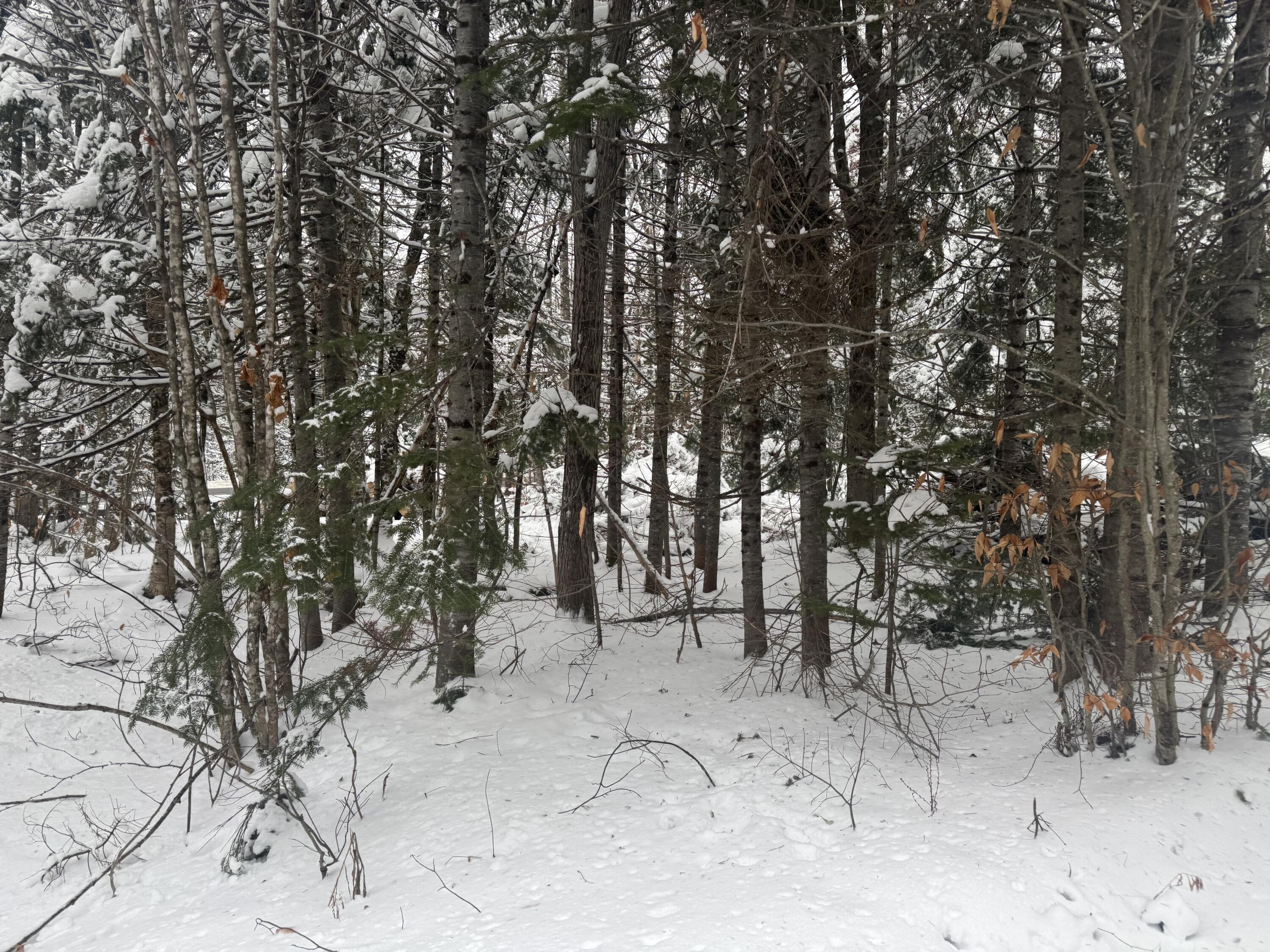 291 New Sweden Road New Sweden, ME 04762 - Photo 2 of 6