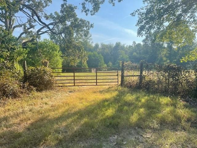 940 Bill Jones Road Groveton, TX 75845 - Photo 4 of 13 a view of a yard with large trees