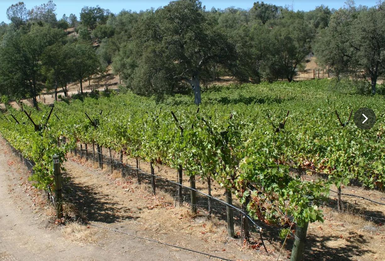 49610 House Ranch Road O'Neals, CA 93645 - Photo 9 of 19 Small Vineyard