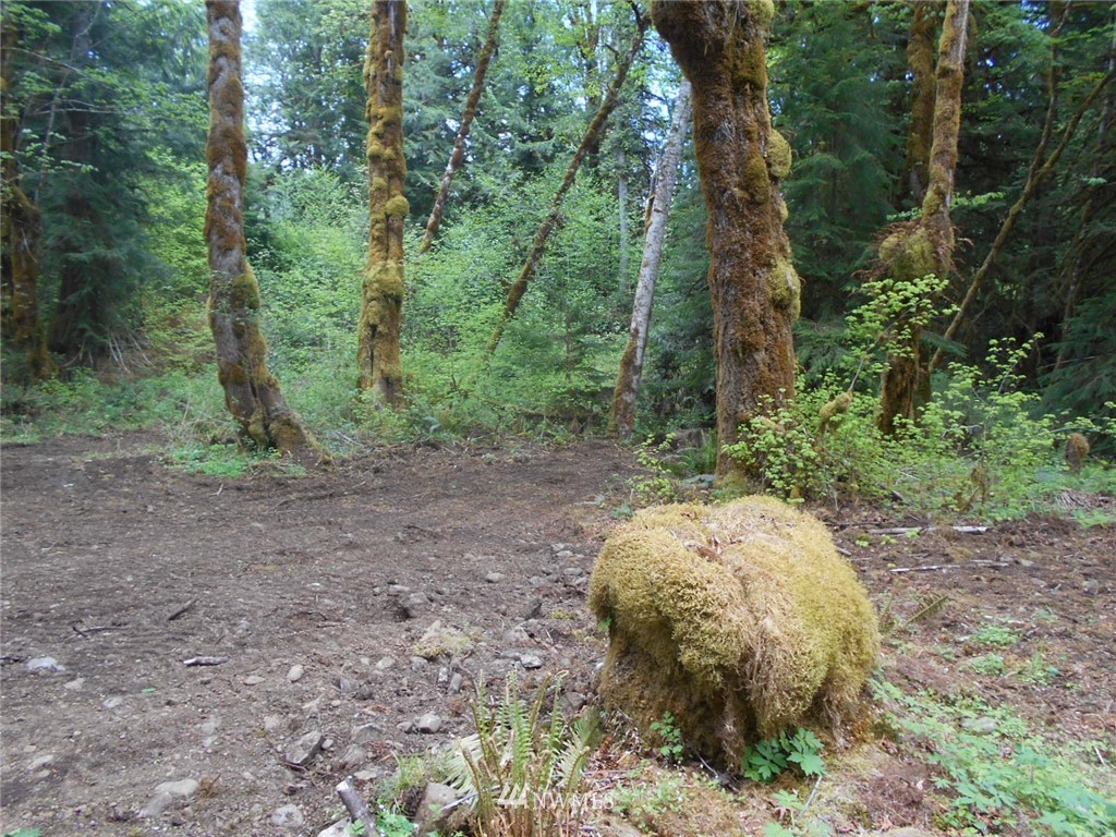 292 Coyote Road Brinnon, WA 98320 - Photo 12 of 38 Gallery Image 12