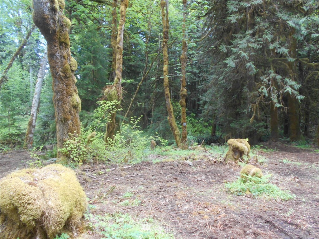 292 Coyote Road Brinnon, WA 98320 - Photo 13 of 38 Gallery Image 13