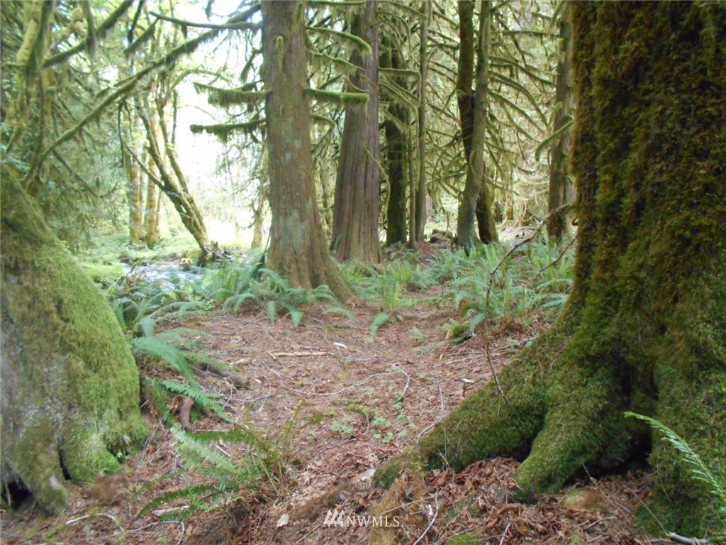 292 Coyote Road Brinnon, WA 98320 - Photo 14 of 38 Gallery Image 14