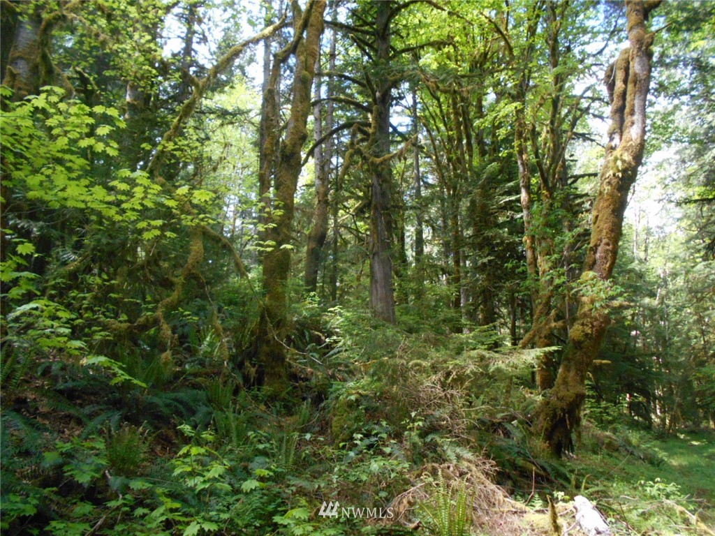 292 Coyote Road Brinnon, WA 98320 - Photo 20 of 38 Gallery Image 20